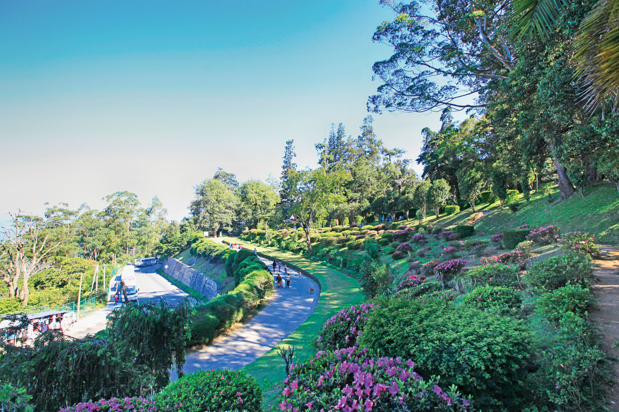 Nuwara Eliya Tea Plantations